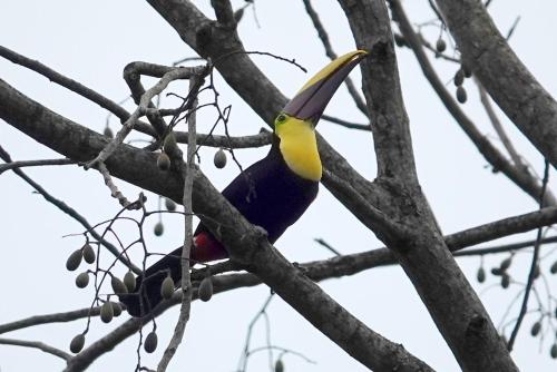 a colorful bird perched on a tree branch at Cabaña Colibri #2 in Quesada