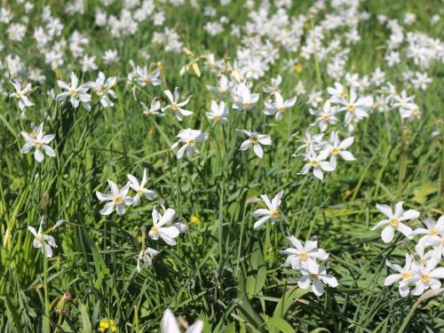 a field of white flowers in the grass at Blonay Logis de Vacances 2 in Blonay
