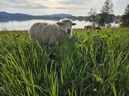 a sheep standing in a field of tall grass at Holiday farm by the lake in Etzel