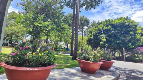 three large pots of flowers in a park at Homestay Song Ngọc in Ấp Sung Xuân