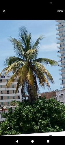 a palm tree in front of a tall building at Tesoro Palmas Resort in Mazatlán