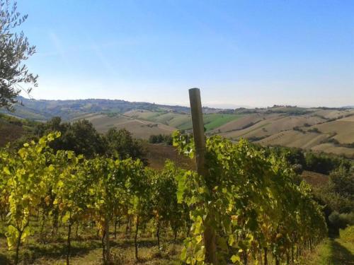 a bunch of grapes on a hill with a pole at Pleasant tent with swimming pool in Fermo