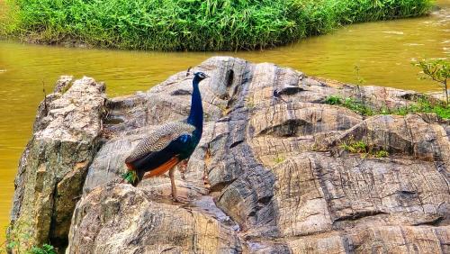a peacock standing on a rock next to a river at Serenity View in Batheri