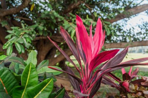 a pink plant with green leaves in front of a tree at Comfort Inn Puerto Vallarta Golfside & Marina in Puerto Vallarta