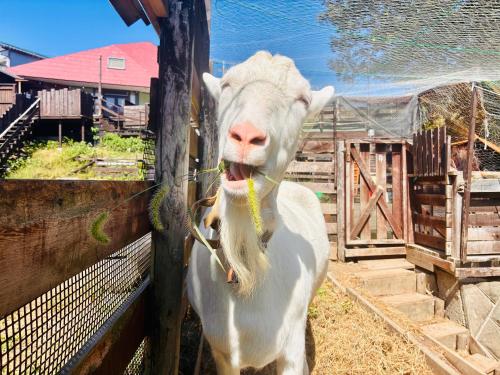a white cow standing next to a fence at Star Forest Camp Hayama in Hayama