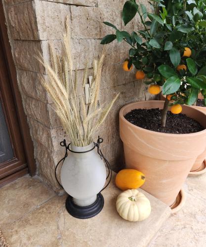 a vase sitting next to a potted plant and pumpkins at Garden's House Pozar in Aridaia in Aridaia