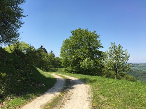a dirt road in a field with trees at Ferienhaus Hochbrand in Rabenstein