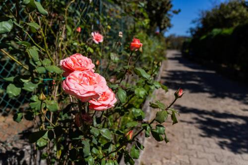 a group of pink roses on a fence at Santa Maria Apartments in Forino