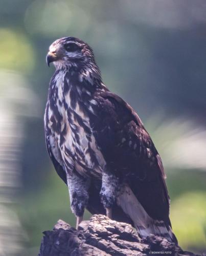 a black bird sitting on top of a rock at Vista Alta Ecolodge Bahia Drake in Drake
