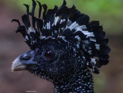 a close up of a bird with black and white feathers at Vista Alta Ecolodge Bahia Drake in Drake