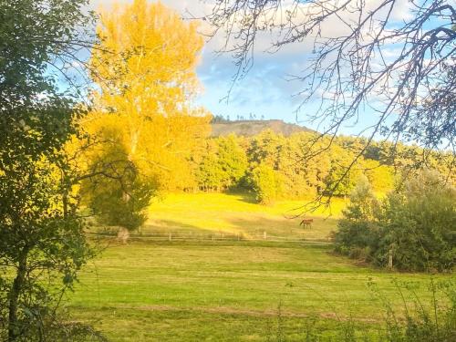 a field with yellow trees and a horse in the distance at La Clairière de Peylenc - Refuge en Velay in Saint-Pierre-Eynac