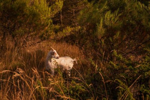 a goat standing in a field of tall grass at Homnest - Observatoire des Préalpes & Cheval in Puy-Saint-Martin