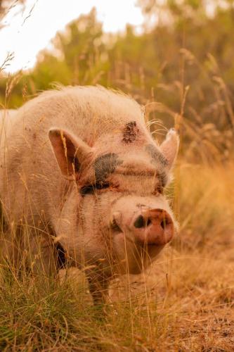 a pig standing in the grass in a field at Homnest - Observatoire des Préalpes & Cheval in Puy-Saint-Martin