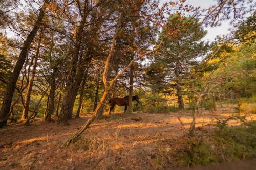 a horse standing in the middle of a forest at Homnest - Observatoire des Préalpes & Cheval in Puy-Saint-Martin
