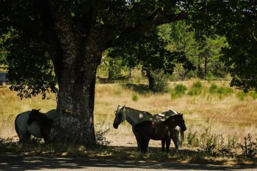 Άλλα ζώα σε αυτή η παραθεριστική κατοικία ή στη γύρω περιοχή