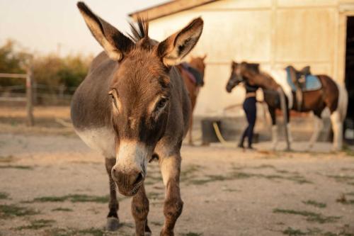 a brown donkey standing in front of two horses at Homnest - L'Indiana Ranch - 20 min de Vichy in Espinasse-Vozelle