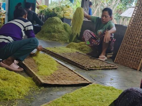 a group of people cutting hay at a market at Sendikala Lombok in Pancor