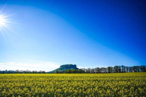 a field of yellow flowers with the sun in the background at Kaiser`s Holiday Home Apartments mit privater Sauna in Struppen