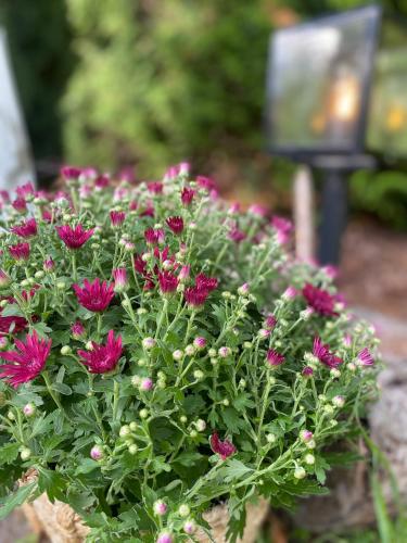 a bouquet of pink flowers in front of a bench at Ecolodge Almere in Almere