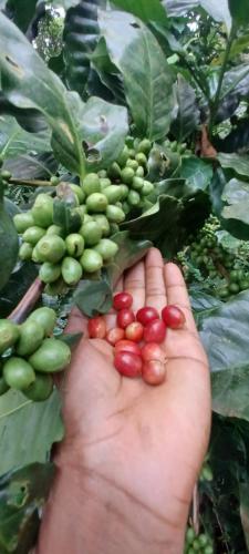 a hand holding a bunch of green and red beans at Eco lodge finca magdalena in Altagracia
