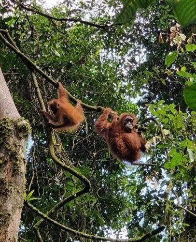 ゲストハウスの敷地内または近くにいる動物
