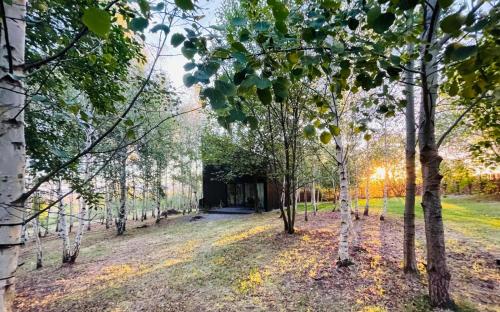 a row of trees in a park with leaves on the ground at Drewniany dom w brzozowisku in Pieszyce
