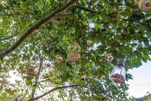 a group of bird feeders hanging from a tree at Casa Santa Teresa de las Flores in Sogamoso