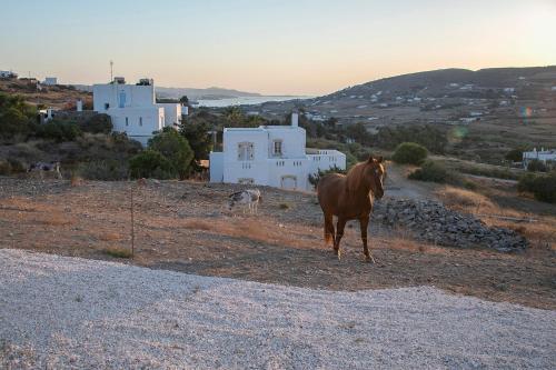 a brown horse standing on a hill with buildings at Galanos villa in Krotiri