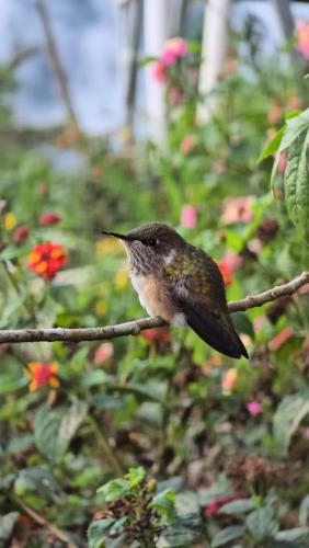un pequeño pájaro sentado en una rama de árbol en Bosque Tapantí, cerca del PN Tapantí en Orosí, Cartago, Costa Rica, en Purisil