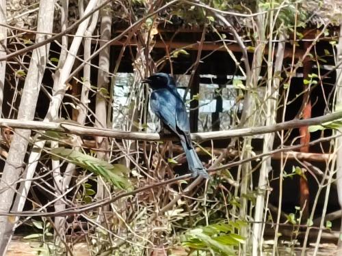 a blue bird is sitting on a fence at Tausa Tsavo Eco Lodge in Voi