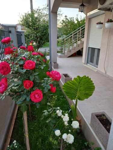 a bunch of red and white roses in a garden at Entire house floor - 2-Bedroom Cozy & Peaceful Apartment in Podgorica