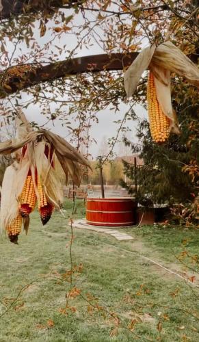 a bunch of bags of corn hanging from a tree at Valea Salbatica in Şinca Nouă