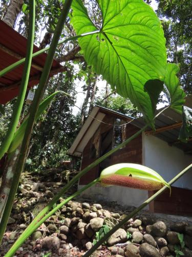 a house in the jungle with a large green leaf at Posadas Entre El Bosque in San Luis