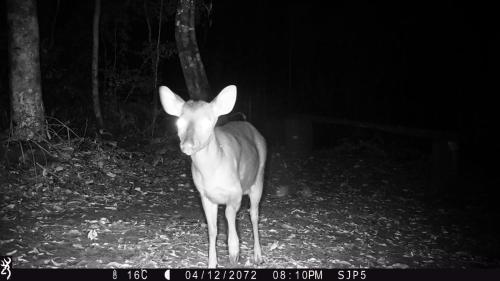 a deer standing in the woods at night at Curiango Bird Camp in Puerto Iguazú