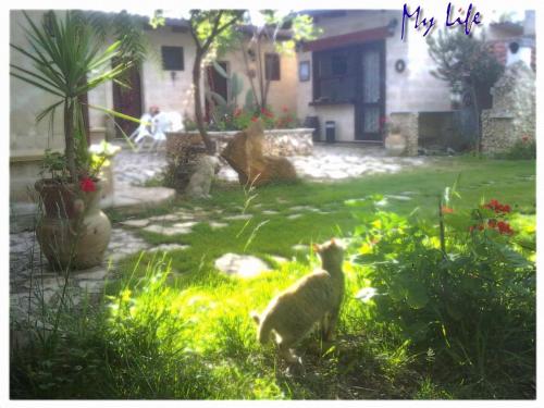 a cat standing in the grass in a yard at MyLife B&B Country House in Castellaneta Marina 