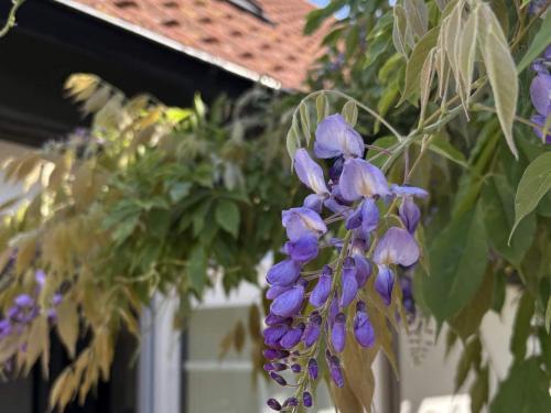 a bunch of purple flowers hanging from a tree at 5 star holiday home in Löderup in Kåseberga