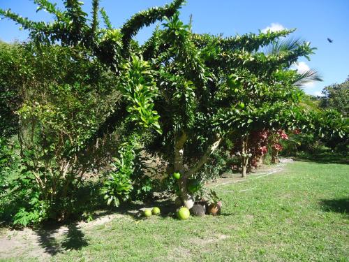 a tree with lots of fruit on the grass at Pousada Aba da Serra in São Joaquim do Monte