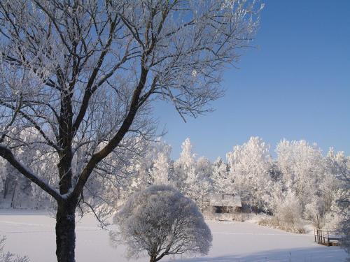 a snow covered field with a tree and a house at Upmaļi in Tērvete