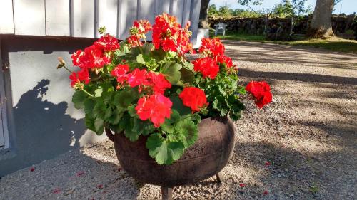 a pot of red flowers sitting next to a house at Moshults Vandrarhem in Moshultamåla