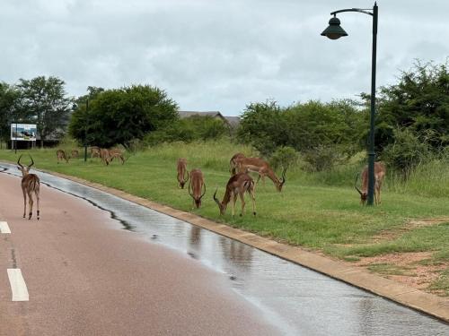 Animales en la casa o chalet o alrededores