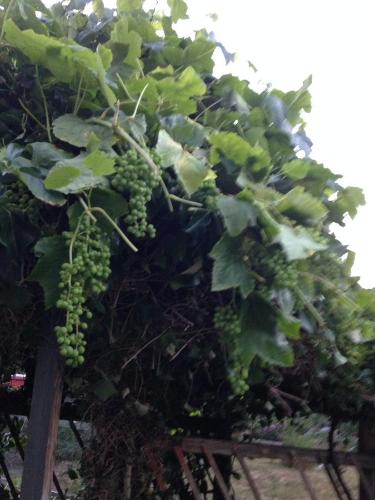 a bunch of green grapes hanging from a tree at Estuary House Reflexology B&B in Courtenay