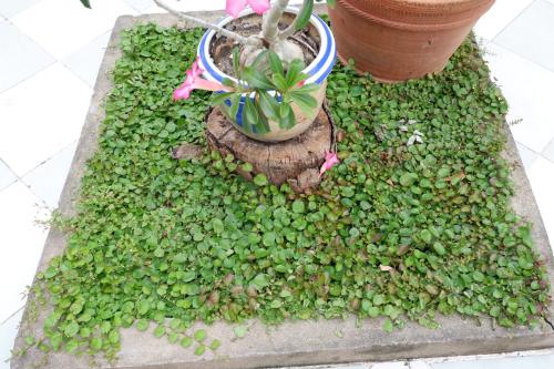 Taman di luar Autumn breeze house