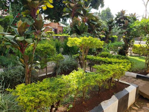 a garden with trees and bushes and plants at Gorilla African Guest House in Entebbe
