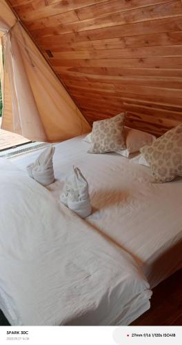 Giường trong phòng chung tại Mimosa Backpackers Hostel