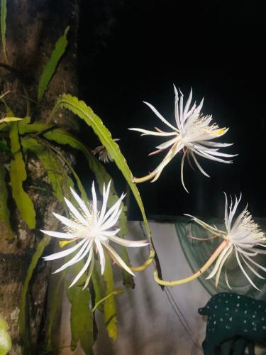 a group of white flowers on a plant at Ancient Tree in Mirissa