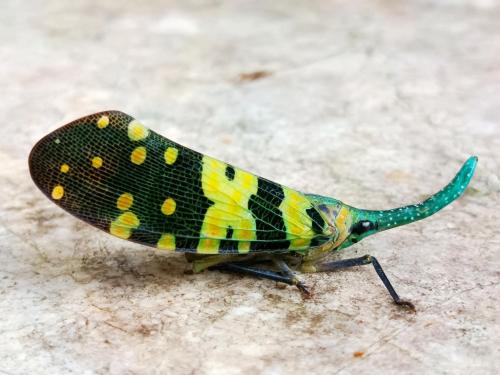 a colorful butterfly is sitting on the ground at Napahong Treehouse นาป่าฮง Andromeda & Cassiopeia in Ban Pa Ha