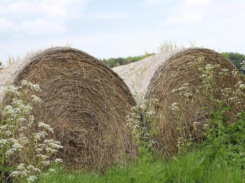 two large bales of hay in a field with flowers at The Shippon in Burscough