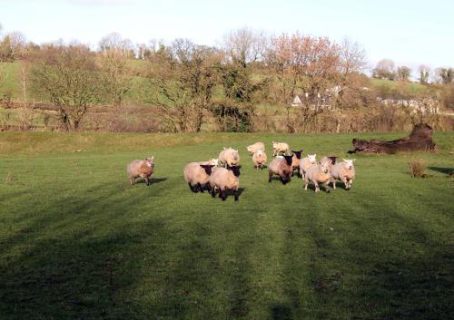 a herd of sheep running in a field at 3 Bed Farmhouse - Sleeps 6 - Wifi - Parking in Omagh