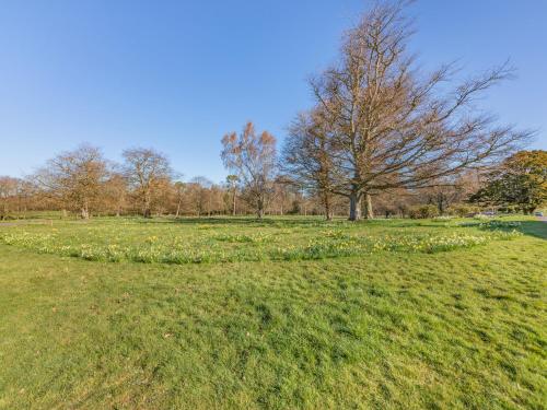 a field of grass with a tree in the background at The Garden Apartment - Uk48320 in Berwick-Upon-Tweed