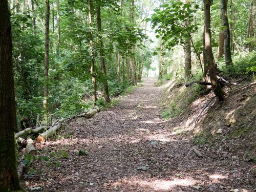 a dirt trail in a forest with trees at Burrills View in Horderley